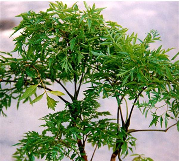 Ming Aralia